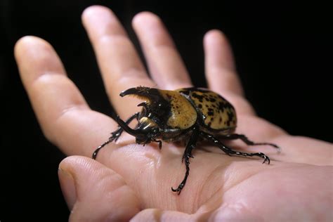 歐亞銅星花金龜|金龜科 Scarabaeidae 